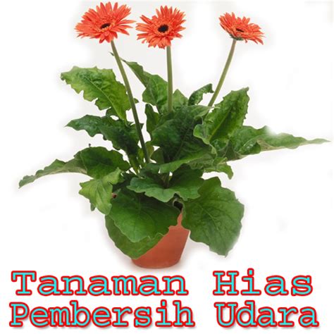 Meletakan tanaman di dalam rumah bisa dijadikan solusi utama. Download Tanaman Hias Pembersih Udara for PC