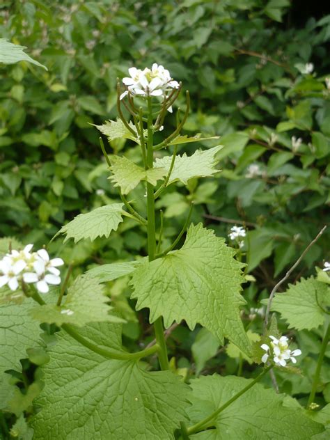 Garlic Mustard Also Growing In Large Abundance In The Area Plants