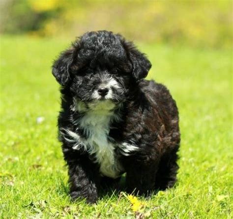 Home all news animals pa. Cavapoo Puppy for Sale - Adoption, Rescue | Cavapoo Puppy ...