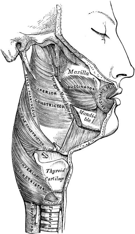 Muscles Of The Pharynx Clipart Etc