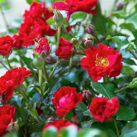 Its A Breeze Rose Red Blooming Low Growing Shrub 2 Gal Walmart
