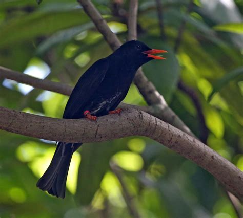 Pictures And Information On Black Bulbul