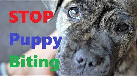 #1 the puppy chewing stage your puppy will have cut his first teeth long before he joins your family. Teach your dog stop biting (stage 1) - YouTube