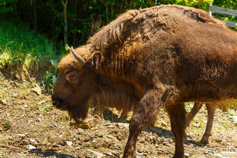 28 European Bison Now Roaming The Tarcu Mountains In The Southern