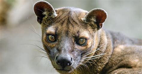 What Is The Fossa Madagascars Largest Predator Is Caught On Camera