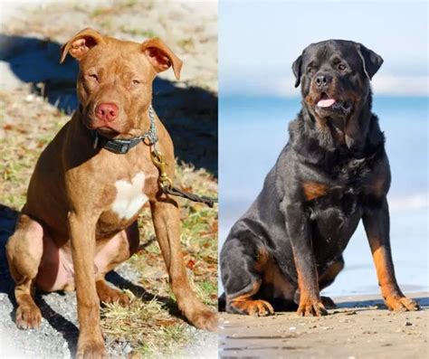 Which Dog Is Stronger Pitbull Or Rottweiler Rottweiler Expert
