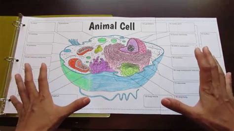 Check spelling or type a new query. Big Animal Cell Foldable by Tangtar Science - YouTube