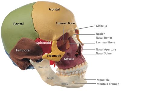 Ethmoid Roof Anatomy & Figure 6. CBCT Coronal View. Ethmoidal Roof
