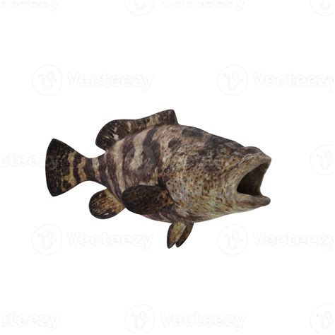 Atlantic Goliath Grouper Isolated 18876156 Png