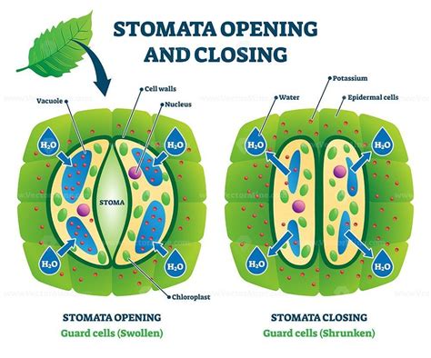 Description Stomata Opening And Closing Vector Illustration Labeled