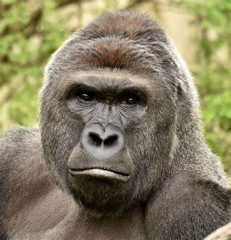 Gorilla Death At Cincinnati Zoo Puts Debate Over Captive Creatures In