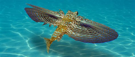 Meet The Flying Gurnard A Freaky Fish That Use Its Wings To Walk Not