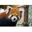 7 Things You Didn’t Know About Red Pandas