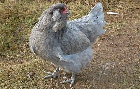 Ameraucana Chicken Breed Standards The Key To Recognizing And Raising