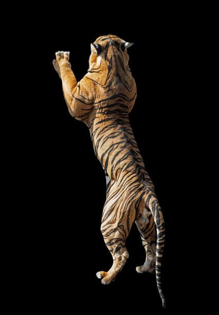 Tigers Standing Stock Photos Pictures And Royalty Free Images Istock