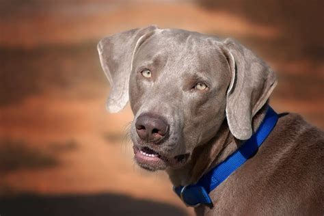 Weimaraner Dog Breed Facts And Personality Traits