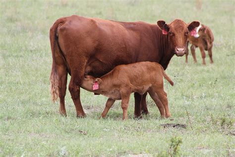 Registration Opens For 2021 Nebraska Ranch Practicum Unl Beef