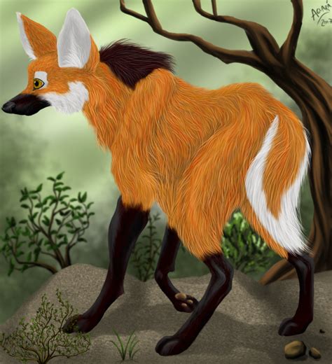 Maned Wolf Realism Try By Lobaferoz On Deviantart