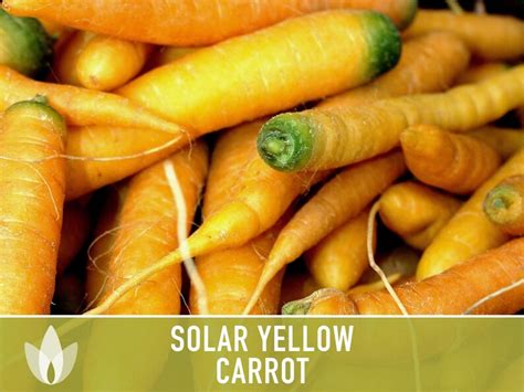 Solar Yellow Carrot Heirloom Seeds Heirloom Colored Etsy