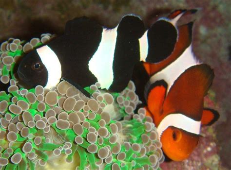 Black Ocellaris Clownfish Black And White Ocellaris Clownfish