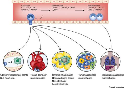 Monocyte Regulation In Homeostasis And Malignancy Trends In Immunology