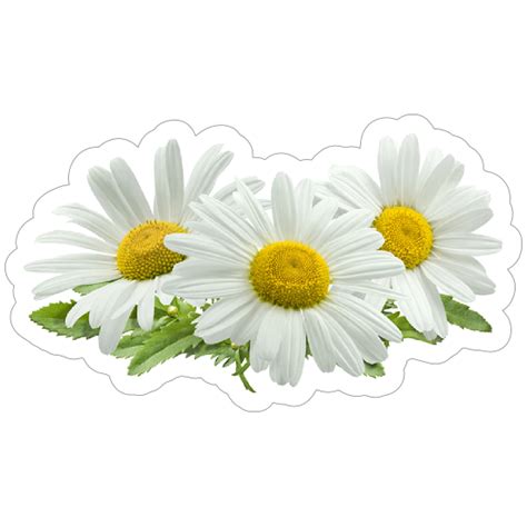 Common Daisies Flower Sticker