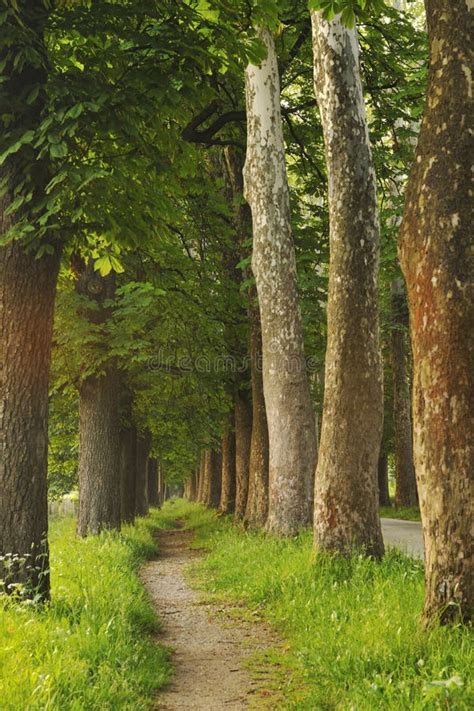 Oak Alley Stock Image Image Of Rural Leaf Landscape 21774851