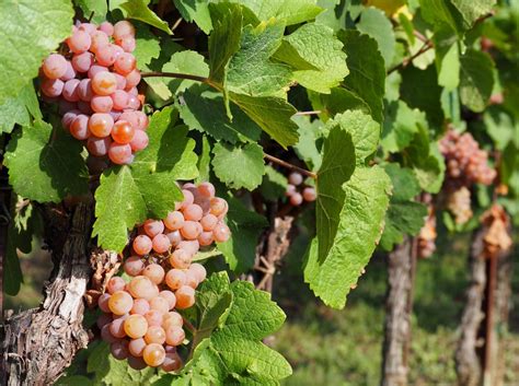 Grape Varietals Your Essential Guide Winepros