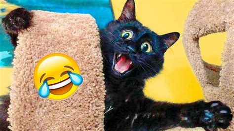 Funny Cat Scares Of Ordinary Things 😻 Cute And Funny Cat Reactions