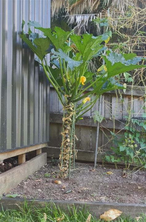 Special attention deserve fried zucchini with garlic. I saved space this year by growing my zucchini vertically ...
