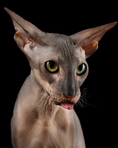 How Much Does It Cost To Buy A Hairless Cat