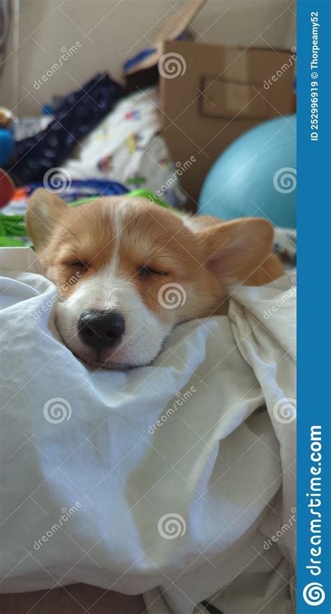 Corgi Puppy Sleeping Cuteness Overload Stock Image Image Of Puppy