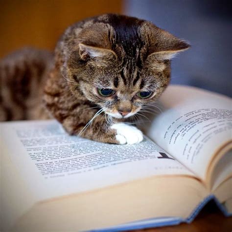 580 Best Images About Reading Books And Cats On Pinterest Book