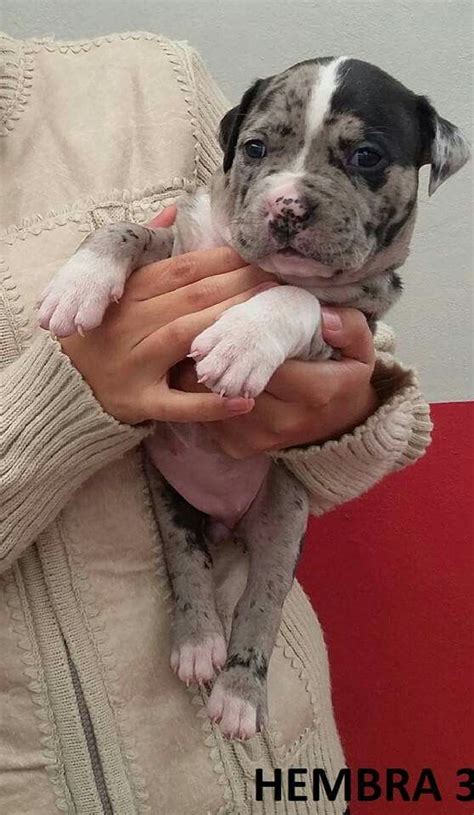 Our manmade kennels west coast team recently dabbled into merle pitbull puppies. Merle American bully puppy | Pitbull puppies, Bully breeds ...
