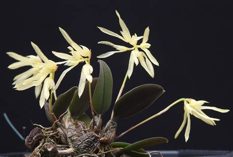 WSBEorchids | The Home of the Writhlington Orchid Project