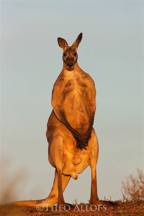 Red Kangaroo Male Standing Theo Allofs Photography