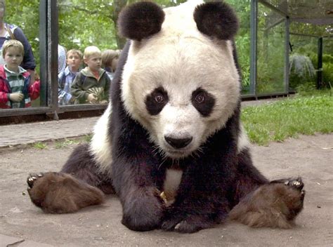 Chinas Panda Diplomacy The Dish