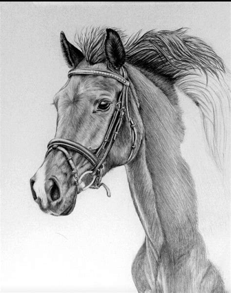 Horse Pencil Drawing Art