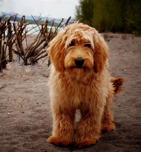 For instance, an f1 or 1st generation cross would be 50% miniature poodle and 50% golden retriever. Apricot Mini Goldendoodle | Mini Goldendoodle