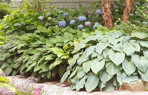 Hosta Plants Planting Care And Pest Advice Hosta Plants Shade