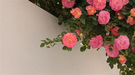 Wallpaper Roses Bushes Flowering Wall Hd Picture Image