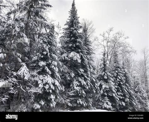 Snow Covered Evergreen Trees Stock Photo Alamy