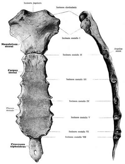 Sternum Or Breastbone