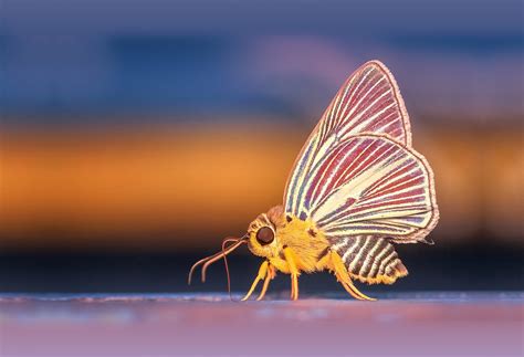 5 Free Macro Photography E Books To Help You Master The Craft Light