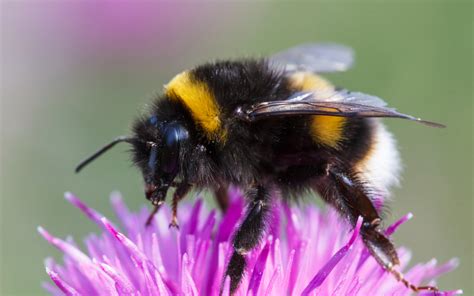 I click on her profile. How the Sweetness of Nectar Impacts Bumblebee Vomit ...
