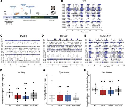 tissue and cell type specific molecular and functional signatures of 16p11 2 reciprocal genomic