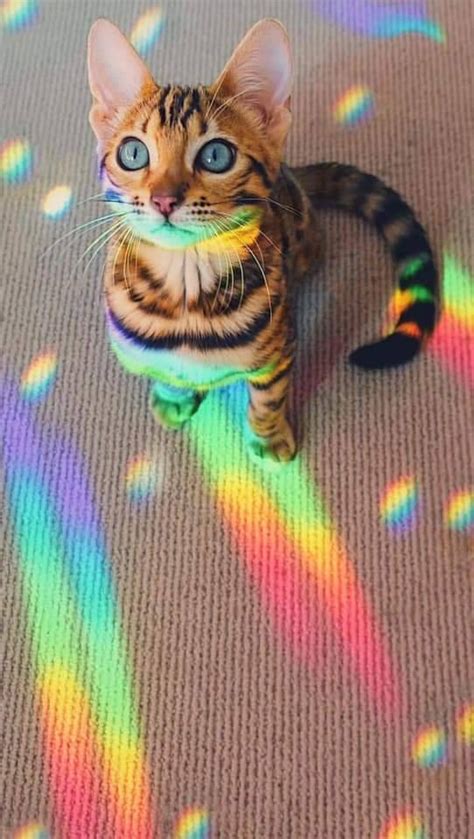 A Cat With Blue Eyes Sitting On The Floor In Front Of Some Rainbow