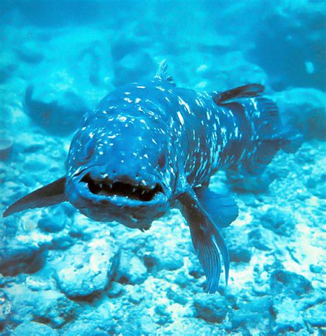 Two living species, the african coelacanth and the sulawesi coelacanth, are known. The Fact Of Creation: FOSSIL MUSEUM - SF0024-25: Coelacanth