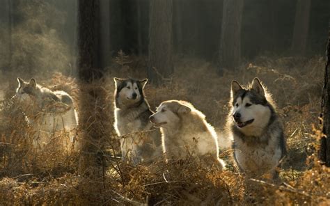 Animals Wolf Forest Wallpapers Hd Desktop And Mobile Backgrounds