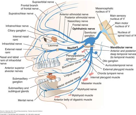 Trigeminal And Facial Nerve Anatomy